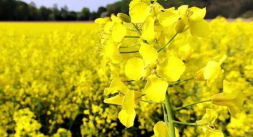 Jak správně pěstovat řepku?